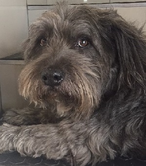 Pic for blog-36: Humphrey the dog